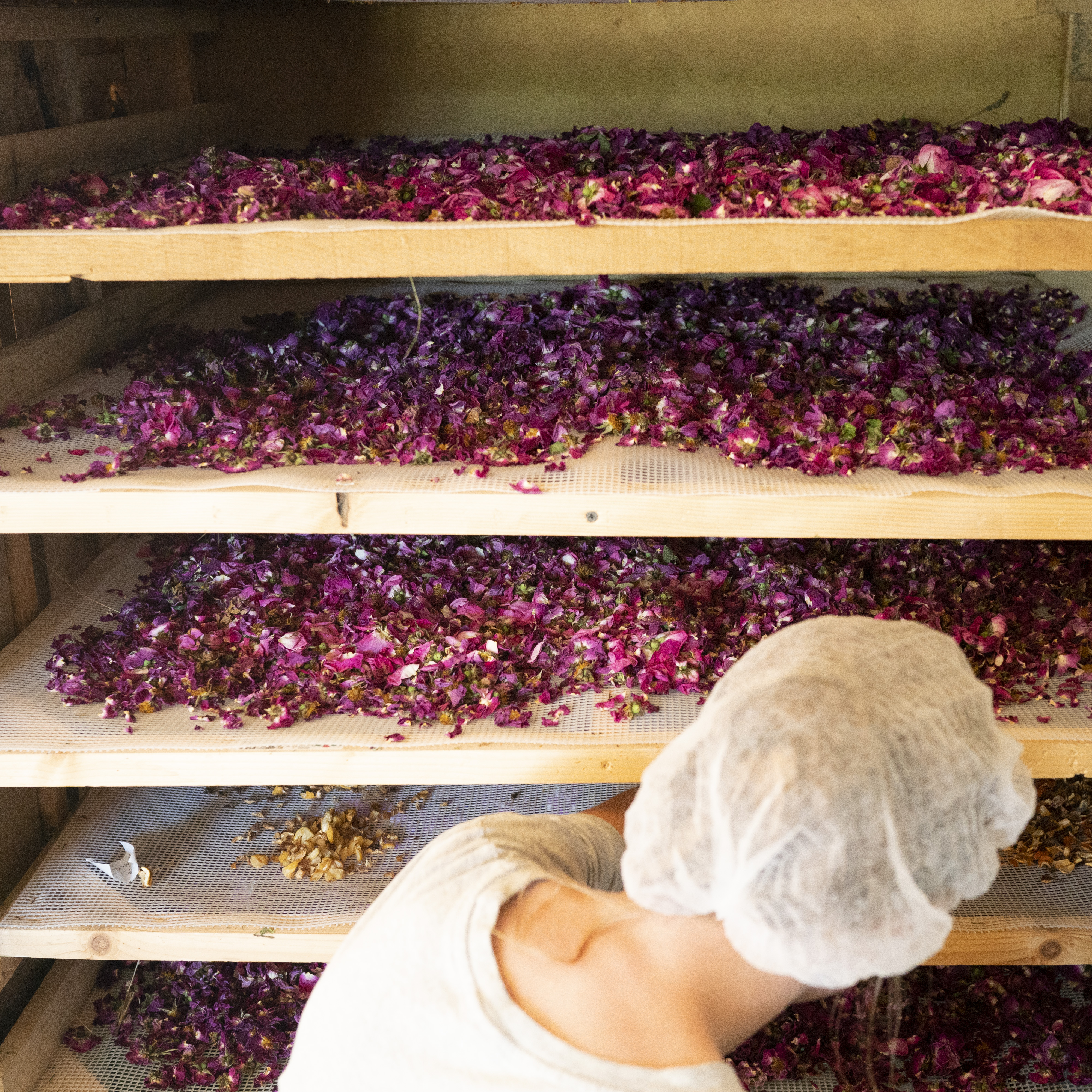 le séchage électro-solaire des pétales de rosa gallica aux jardins du cabri